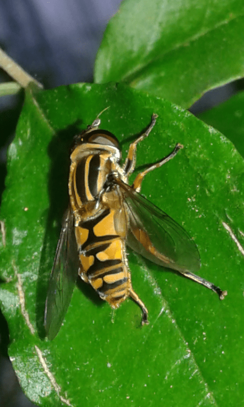 Syrphidae : Helophilus pendulus? S
